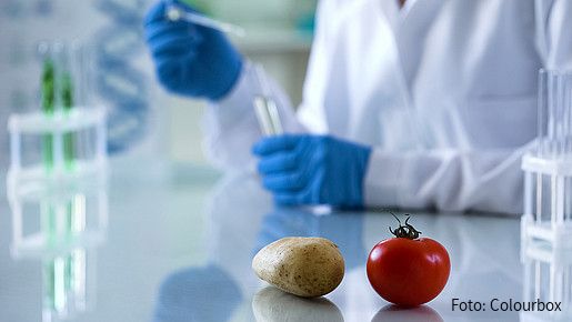 Foto zum Thema "Lebensmittelüberwachung": Zu sehen sind eine Kartoffel und eine Tomate im Vordergrund, die auf einem Labortisch liegen. Im Hintergrund führt jemand, der einen weißen Kittel trägt, mit Reagenzglas und Pipette Untersuchungen durch.